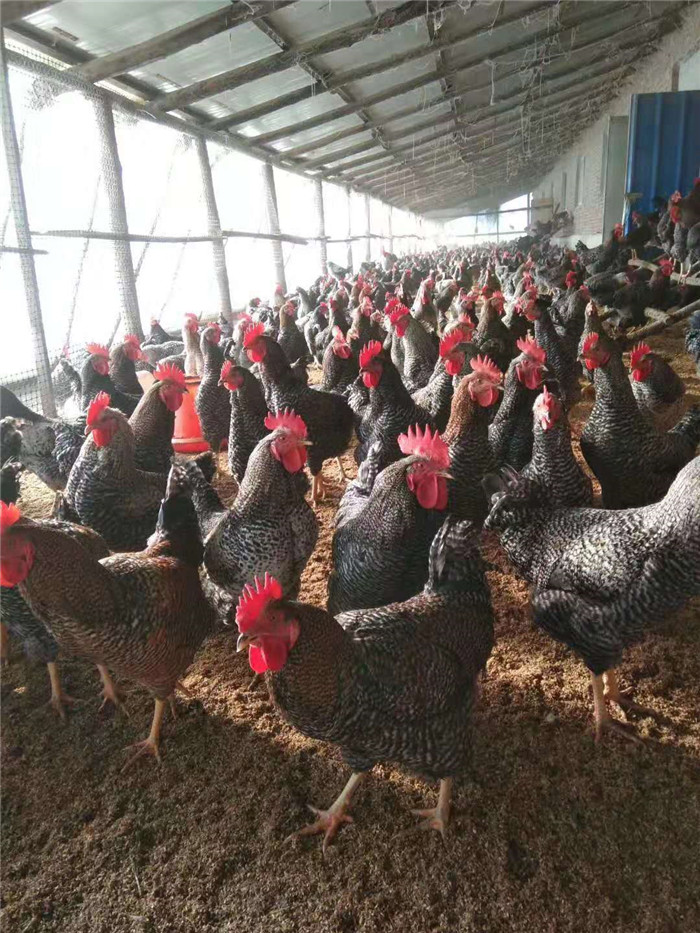 永吉县苇子沟的芦花大公鸡,铁锅炖着香!