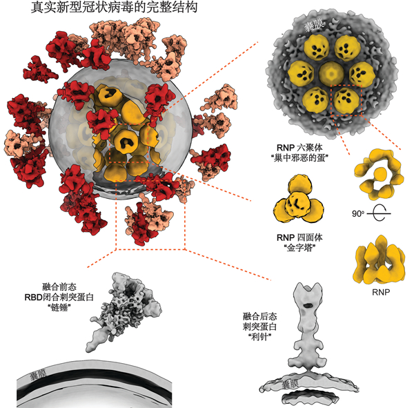 新冠病毒结构模型图图片