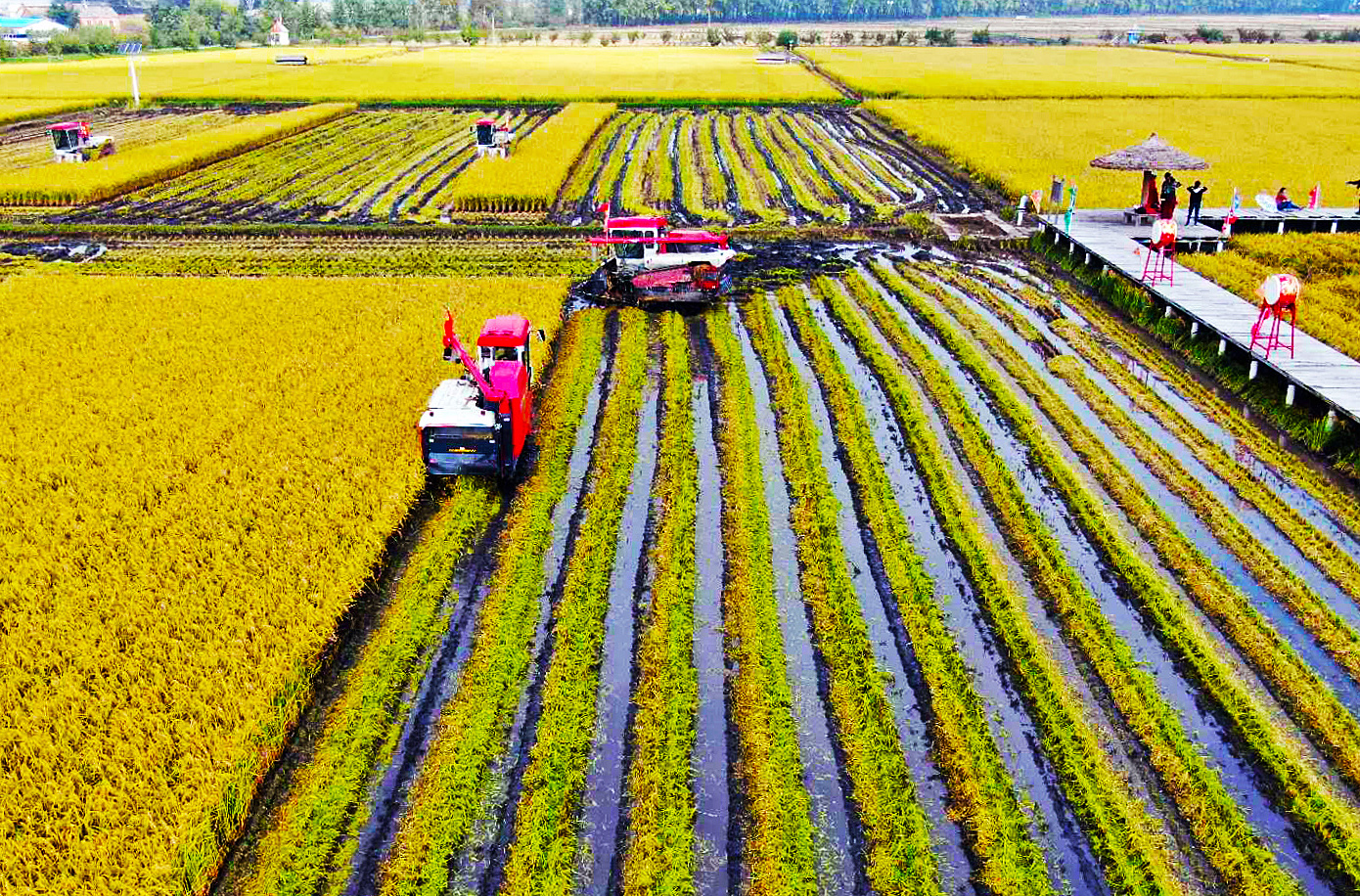 庆丰收,迎小康,吉林市昌邑区孤店子镇东福米业现代农业产业园区内