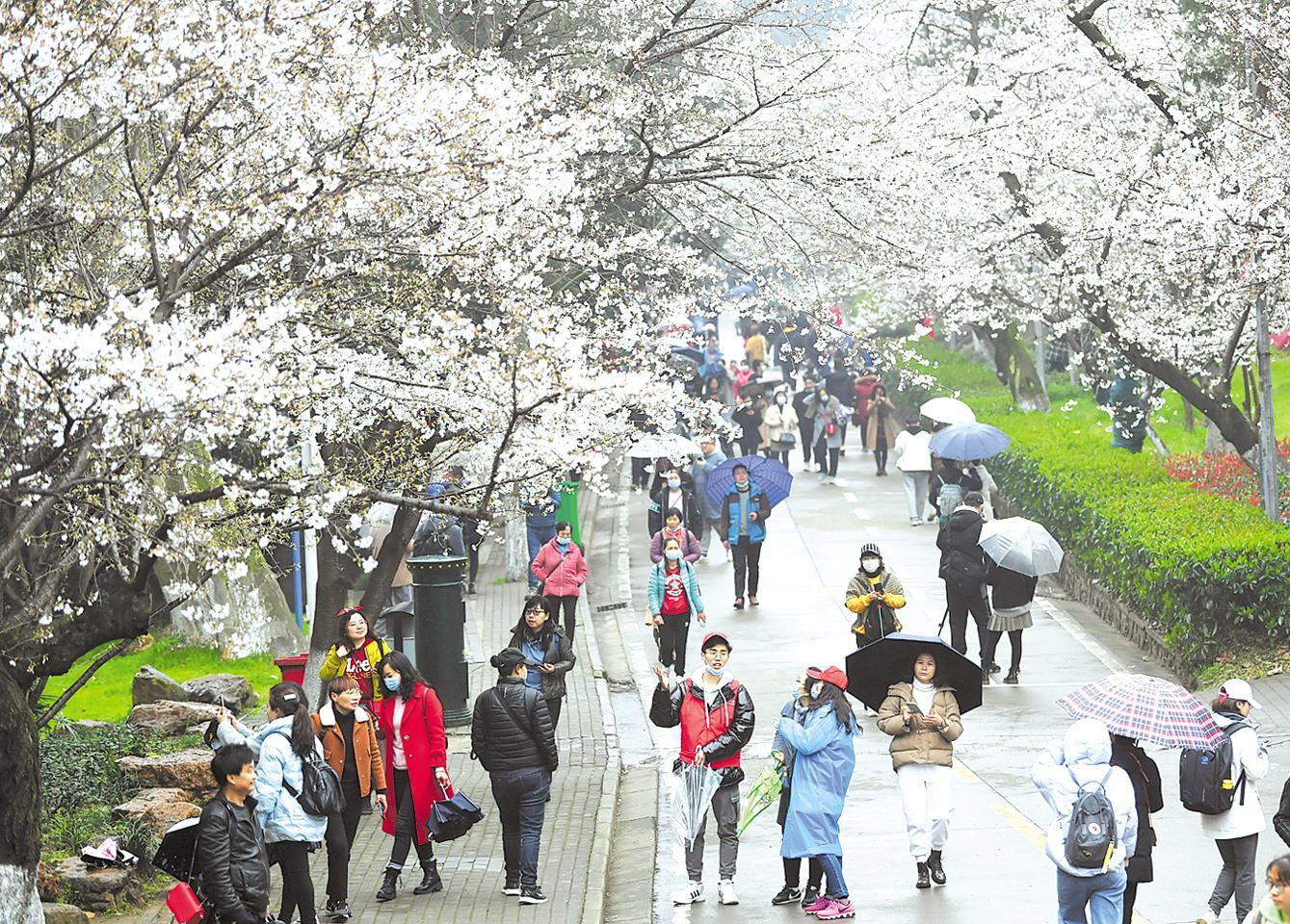 三月八日,遊客冒雨在武漢大學觀賞櫻花.