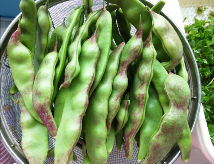 航天员刘伯明最想吃的紫花油豆角吉林也能安排