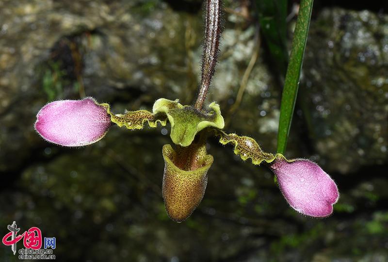 67中国新发现野生兰科植物31个新种和12个新记录种