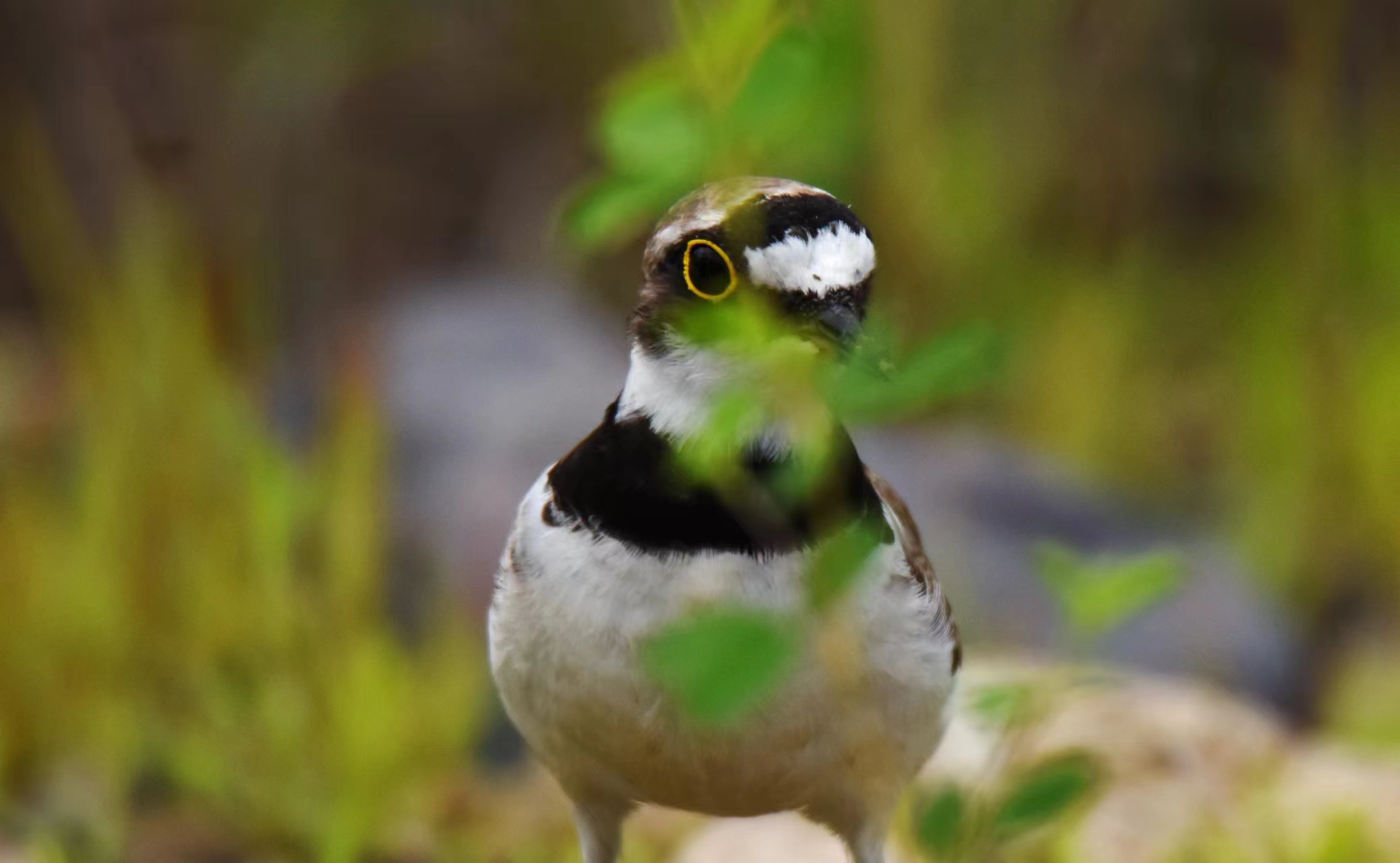 金眶鸻佩戴土豪金眼镜的鸟中土豪