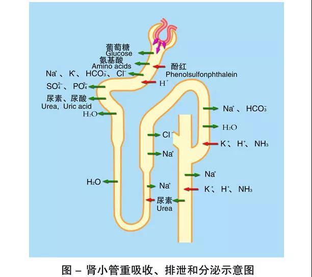 网络  紧接着原尿中的营养物质,大部分水分和无机盐重新被肾小管吸收
