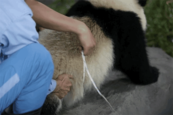 量腰围
