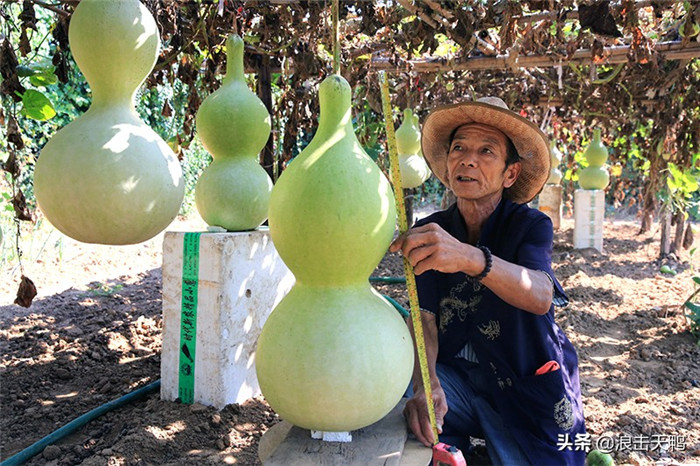 图集| 河北葫芦大王再获丰收,超大葫芦有市场价格高