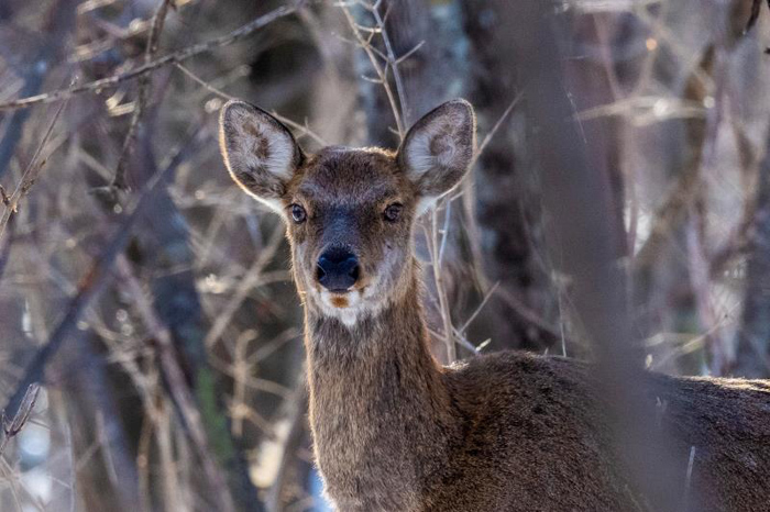 非常珍贵67珲春首次拍摄到国家一级保护动物麝獐实体影像
