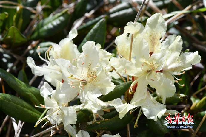 高山杜鹃在长白山绽放