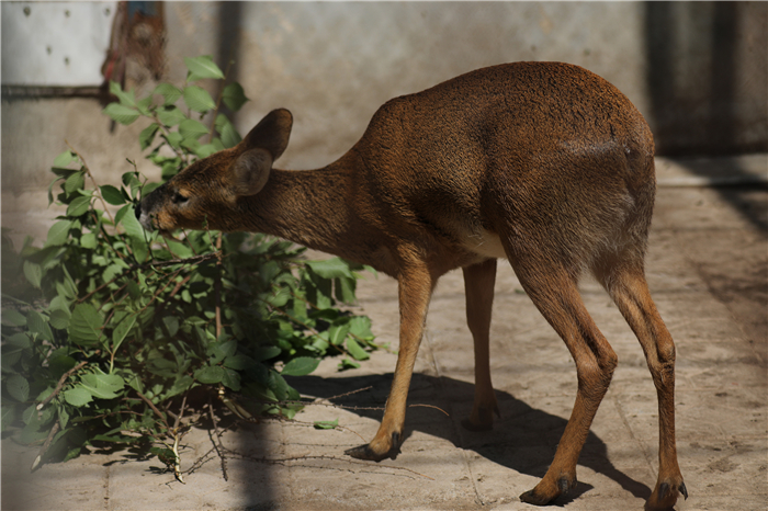 我国首次成功繁育河麂高丽亚种,两只宝宝在吉林省出生