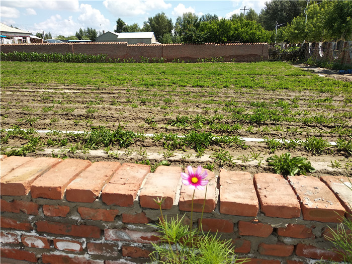 在撒宗朋的推广下,南岗子村很多户都种起了蒲公英.