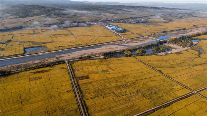 这是吉林省延边朝鲜族自治州和龙市光东村稻田景色(2017年9月22日摄