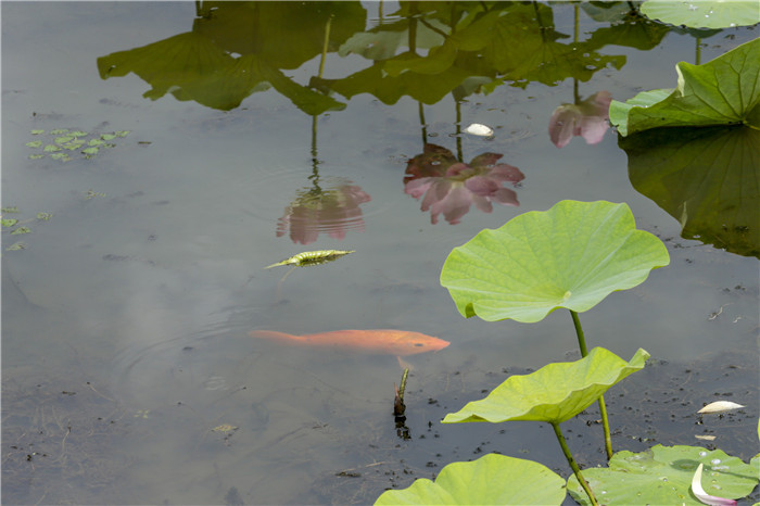 图集|莲叶何田田,鱼戏莲叶间