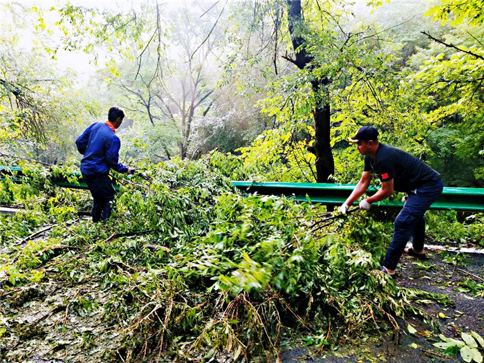 狂风暴雨导致断树横倒路面,党员干部主动作为迅速清理