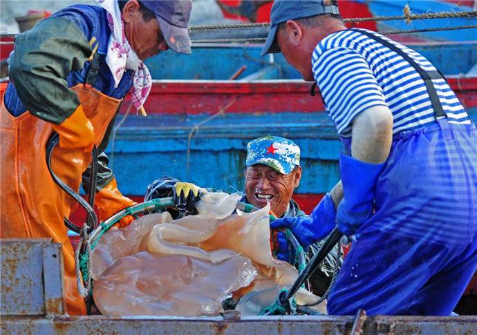 开捞!野生海蜇正当季
