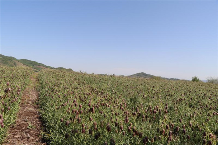 龙泉镇大北山村高秀虎合作社贝母种植基地